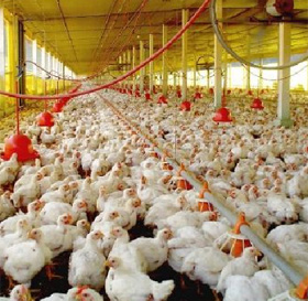 Estudio del Mercado Argentino de Aves (pollos)
