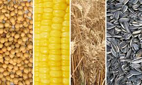 Informe sectorial de los principales cultivos agrícolas: Trigo, Soja, Maíz y Girasol. 